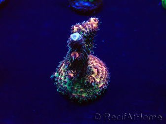 WYSIWYG Acropora Marikultur akklimatisiert LED