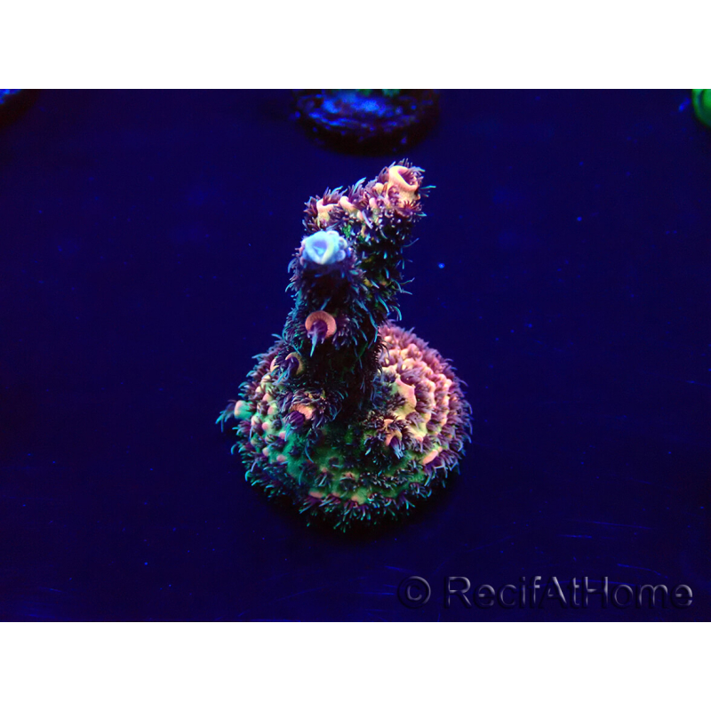 WYSIWYG Acropora millepora Mariculture acclimaté led