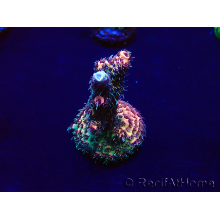 WYSIWYG Acropora millepora Mariculture acclimated LED