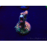WYSIWYG Acropora millepora Mariculture acclimated LED