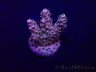 WYSIWYG Acropora Mariculture acclimated LED