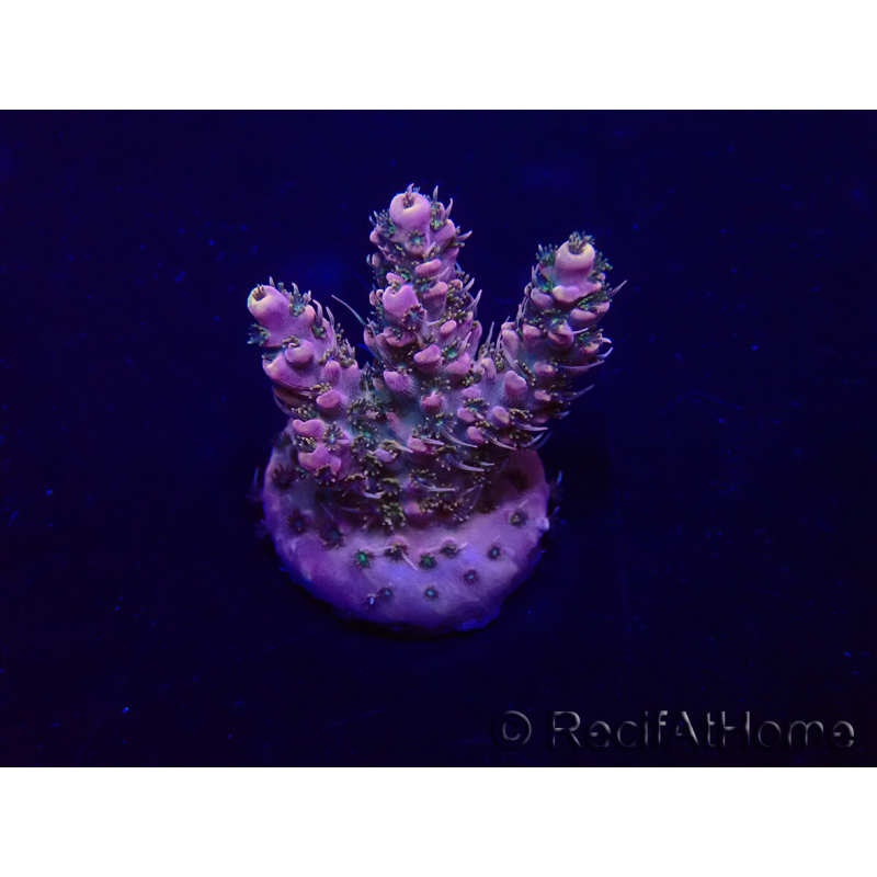 WYSIWYG Acropora 15K12 Mariculture acclimaté led