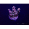 WYSIWYG Acropora Marikultur akklimatisiert LED