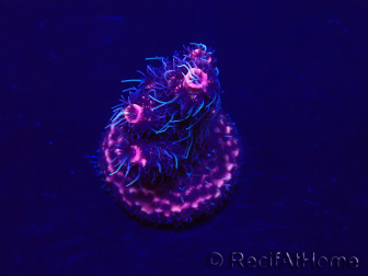 WYSIWYG Acropora Mariculture acclimated LED
