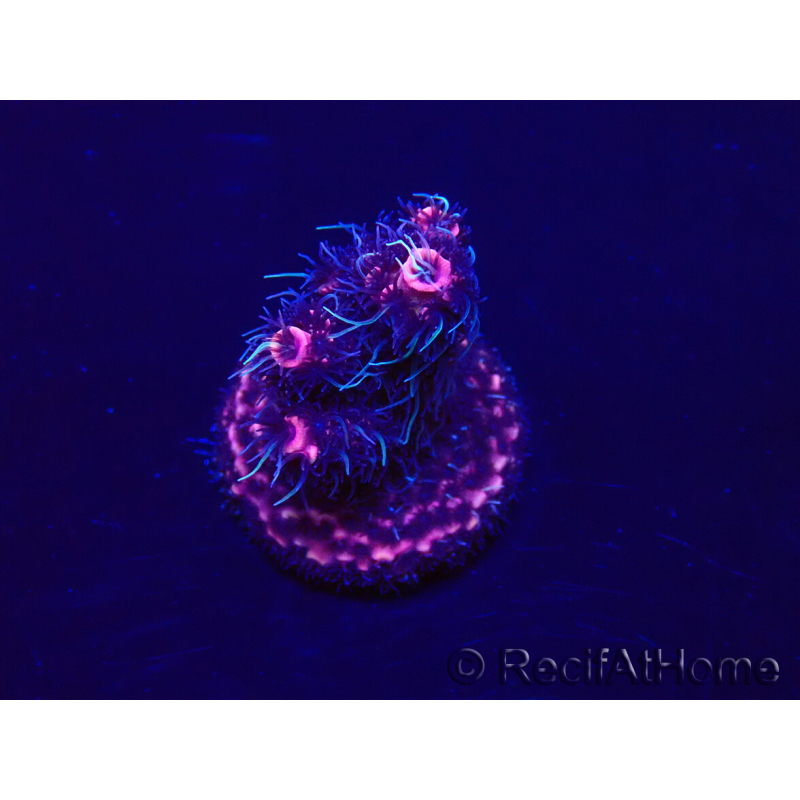 WYSIWYG Acropora 15L12 Mariculture acclimaté led