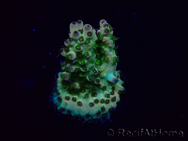 WYSIWYG Acropora Maricoltura acclimatata a LED