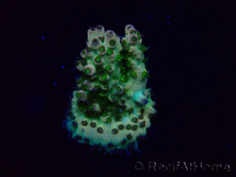 WYSIWYG Acropora Mariculture acclimated LED