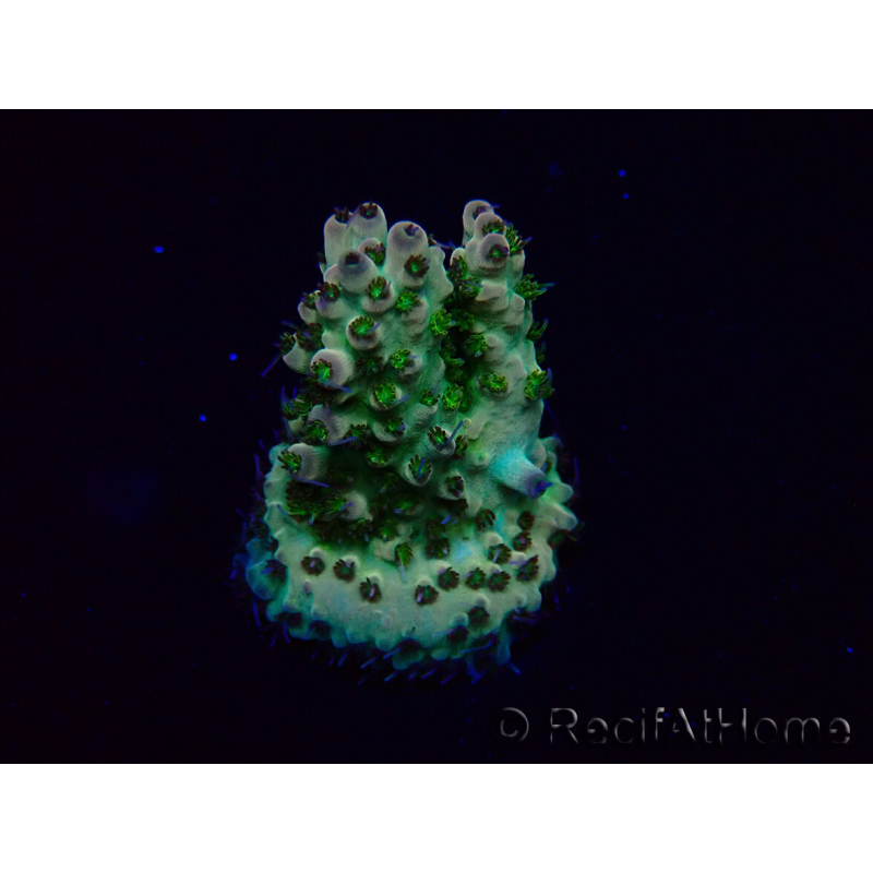 WYSIWYG Acropora 15M12 Mariculture acclimaté led