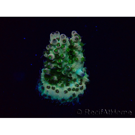 WYSIWYG Acropora Maricoltura acclimatata a LED