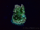 WYSIWYG Acropora Marikultur akklimatisiert LED