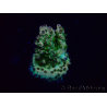 WYSIWYG Acropora Marikultur akklimatisiert LED