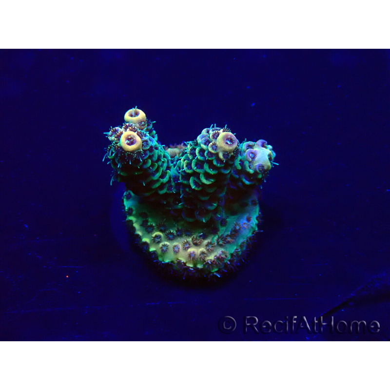 WYSIWYG Acropora Marikultur akklimatisiert LED