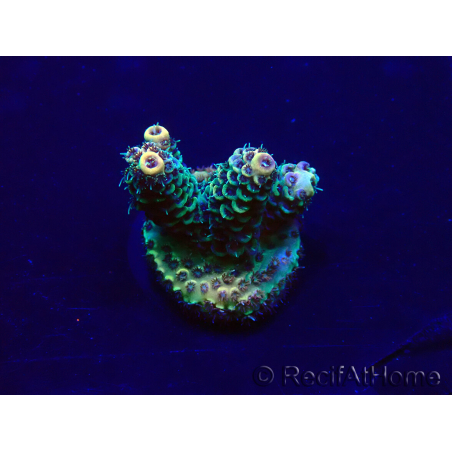 WYSIWYG Acropora Maricoltura acclimatata a LED