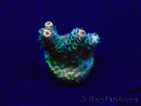 WYSIWYG Acropora Mariculture acclimated LED