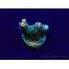 WYSIWYG Acropora 15W4 Mariculture acclimaté led