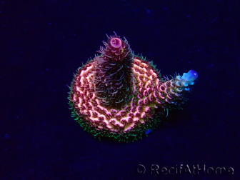 WYSIWYG Acropora Maricultura aclimatada LED
