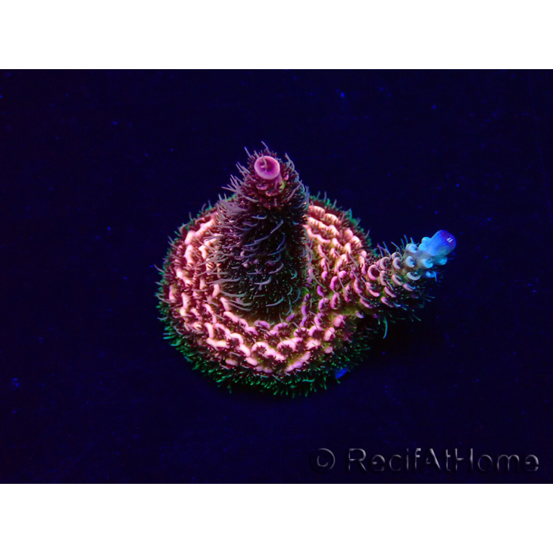 WYSIWYG Acropora Marikultur akklimatisiert LED