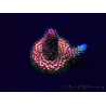 WYSIWYG Acropora 15W8 Mariculture acclimaté led