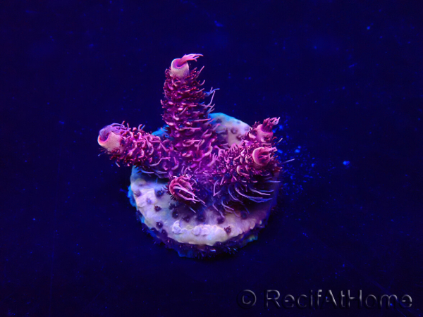 WYSIWYG Acropora Maricoltura acclimatata a LED