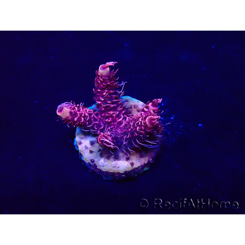 WYSIWYG Acropora 15X2 Mariculture acclimaté led