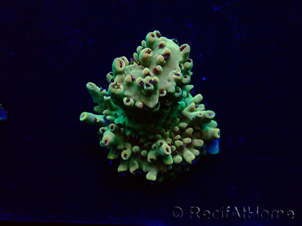 WYSIWYG Acropora Mariculture acclimated LED