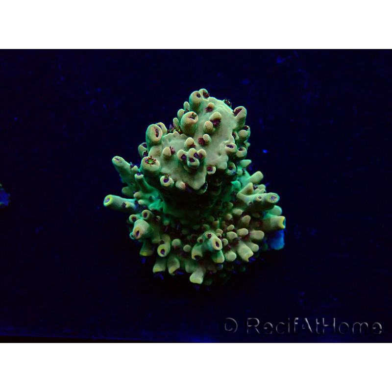 WYSIWYG Acropora Marikultur akklimatisiert LED