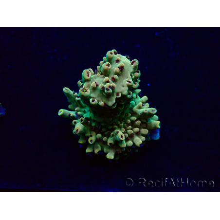 WYSIWYG Acropora Maricultura aclimatada LED