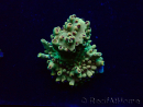 WYSIWYG Acropora Maricoltura acclimatata a LED