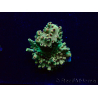 WYSIWYG Acropora Marikultur akklimatisiert LED
