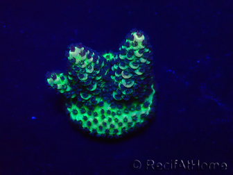 WYSIWYG Acropora 15X7 Mariculture acclimaté led