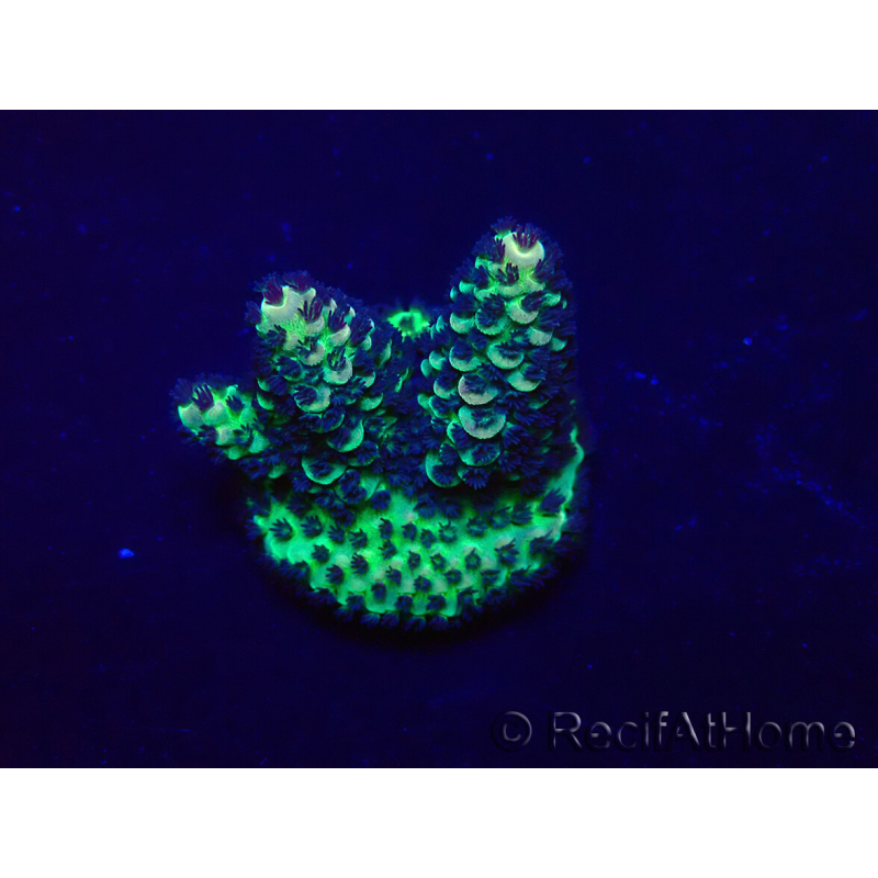 WYSIWYG Acropora 15X7 Mariculture acclimaté led