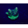 WYSIWYG Acropora Marikultur akklimatisiert LED