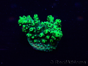 WYSIWYG Acropora Maricoltura acclimatata a LED