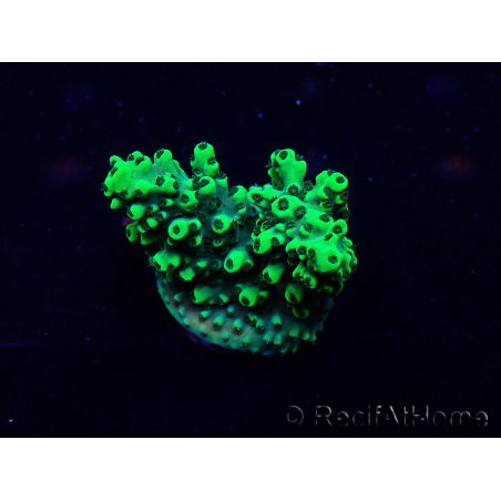 WYSIWYG Acropora Maricoltura acclimatata a LED