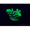 WYSIWYG Acropora 15E12 Mariculture acclimaté led