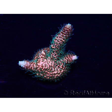 WYSIWYG Acropora Australia acclimated LED