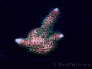WYSIWYG Acropora Australië geacclimatiseerd LED