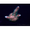 WYSIWYG Acropora Australia aclimatada LED