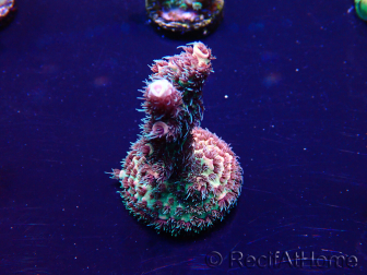 WYSIWYG Acropora Marikultur akklimatisiert LED