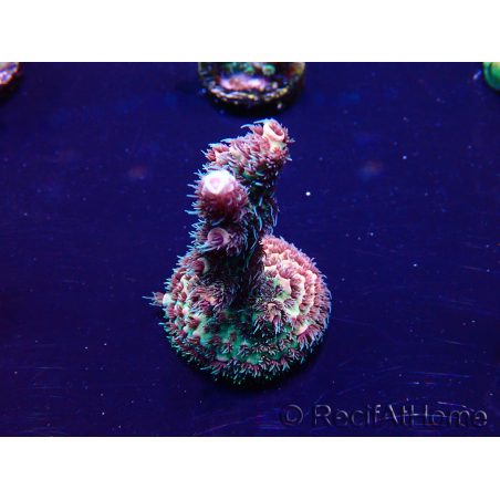 WYSIWYG Acropora millepora Mariculture acclimaté led
