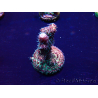 WYSIWYG Acropora millepora Mariculture acclimated LED