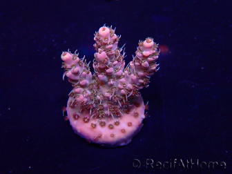 WYSIWYG Acropora Marikultur akklimatisiert LED