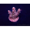 WYSIWYG Acropora 15K12 Mariculture acclimaté led