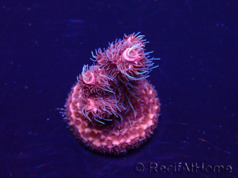 WYSIWYG Acropora Marikultur akklimatisiert LED
