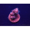 WYSIWYG Acropora 15L12 Mariculture acclimaté led