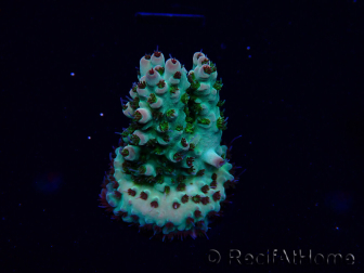 WYSIWYG Acropora Maricoltura acclimatata a LED