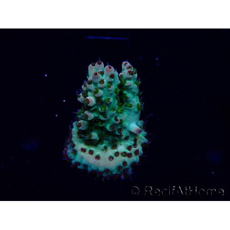 WYSIWYG Acropora Maricultuur geacclimatiseerd LED