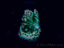 WYSIWYG Acropora Maricultura aclimatada LED