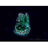 WYSIWYG Acropora 15M12 Mariculture acclimaté led