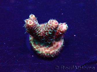WYSIWYG Acropora Maricultura aclimatada LED